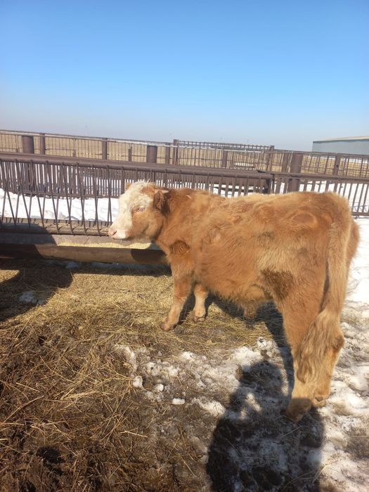 Продам КРС (4 быка)