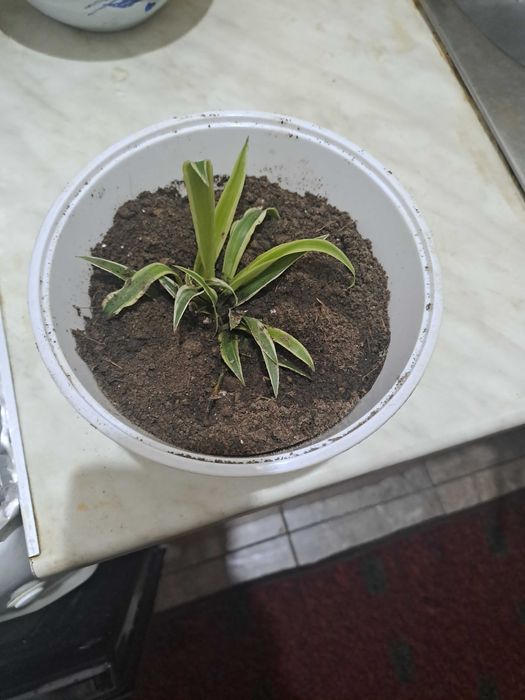 Детки хлорофитума