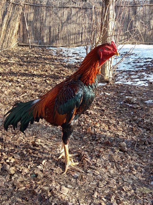 Продается туляк, ПИШИТЕ НА ВАТСАП