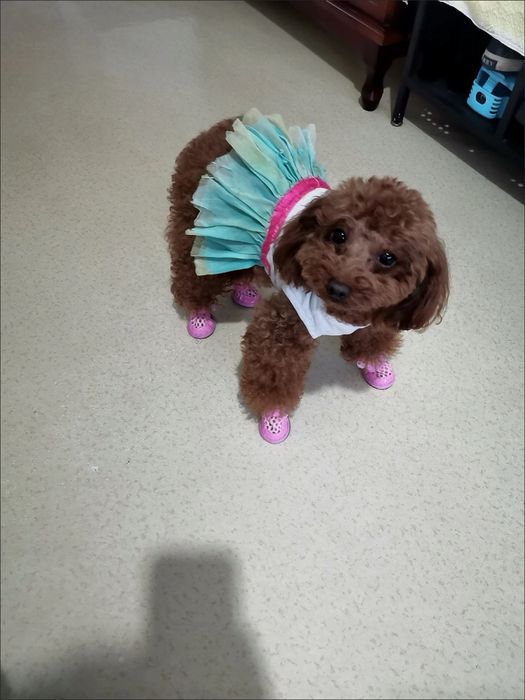 Обувь для собак и кошек