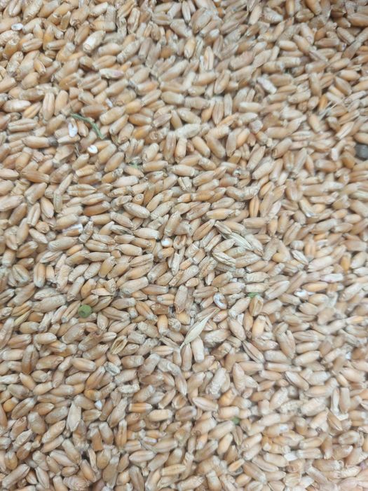 Vând sămânță de grâu de primăvară