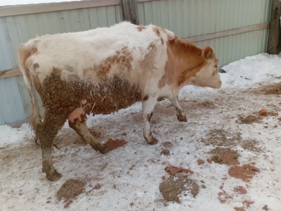 Продам корову тельную