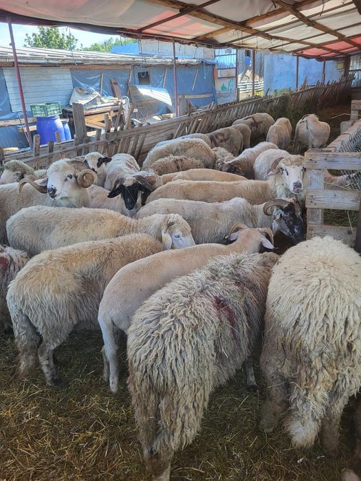 Vând oi tinere cu miei