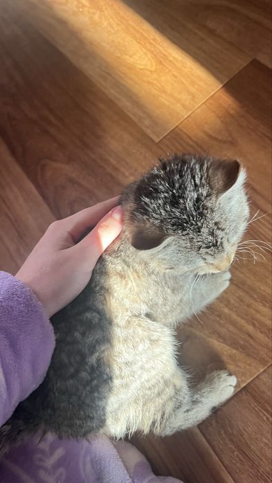 Котенок в добрые руки