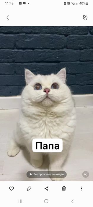 Британский котёнок color point | Мальчик | Отец WCF BRI ns 12 33