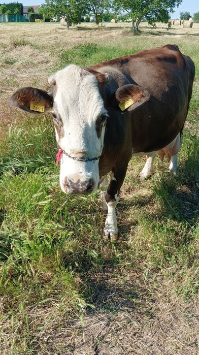 Vaca gestanta de vanzare