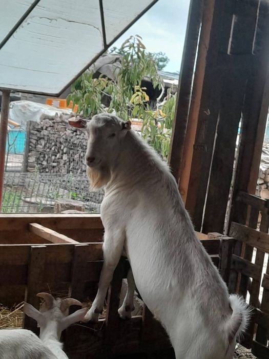 Capre Saanen, țapi, ieduțe