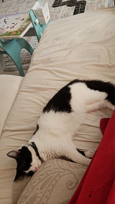 Отдам кошечку в добрейшие руки