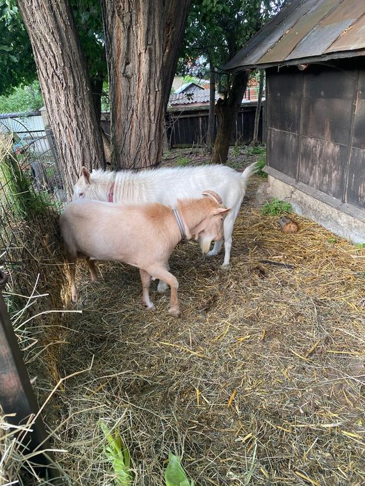 Vand Țap metis zanen cu alpin