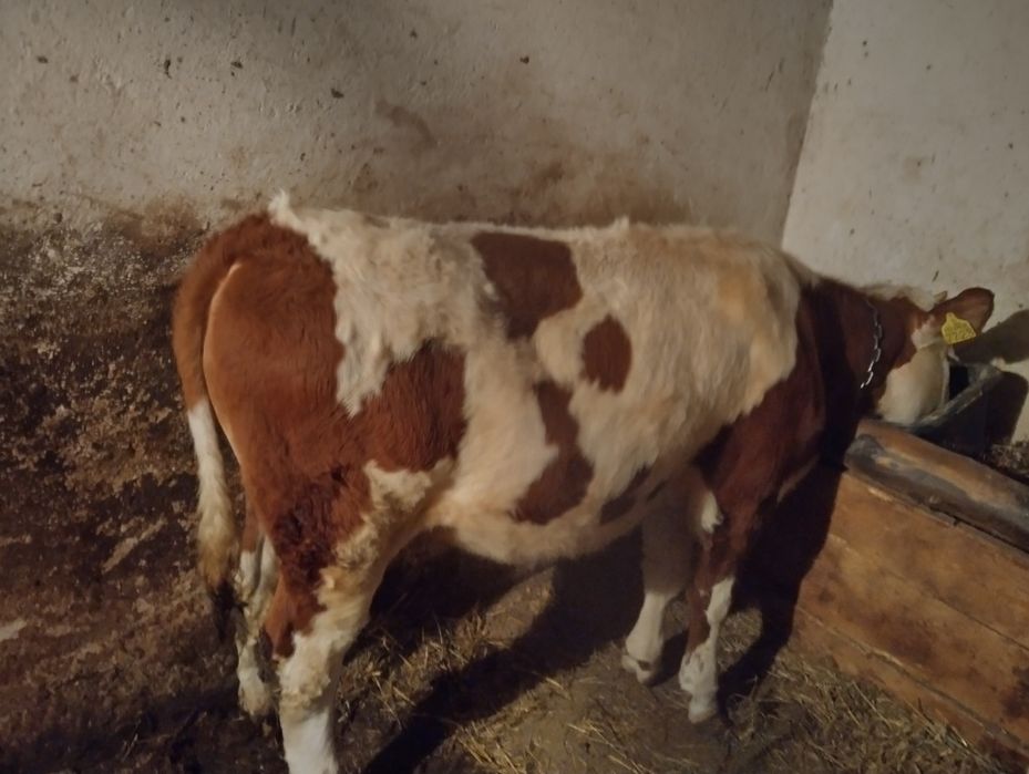 Vând vițea de 7 luni