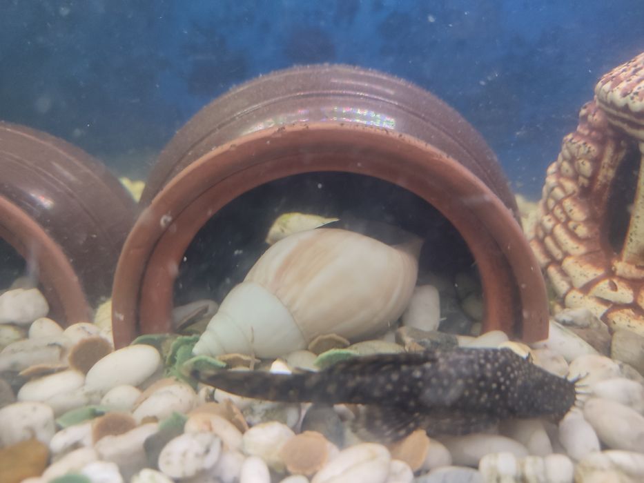 Анциструсы взрослые