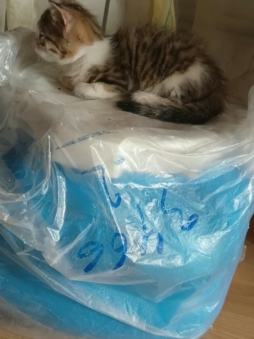 ищут дом 4 замечательных котят