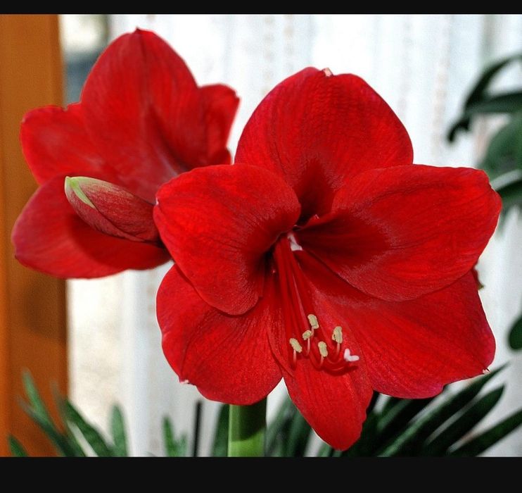 Гипеаструм красный луковицы