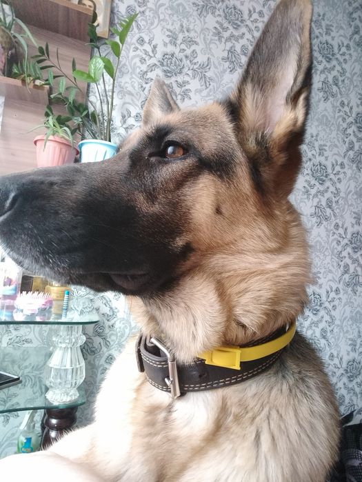 Щенки восточно европейской овчарки