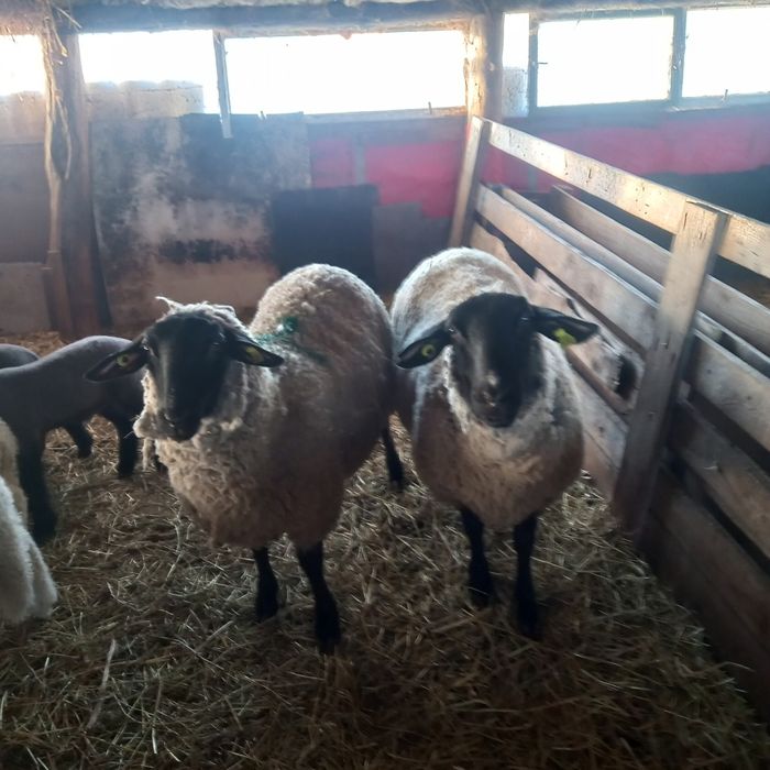 Vand oi suffolk si metisi cu miei