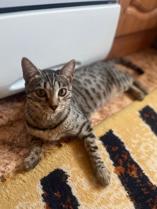 Отдам кошку в добрые руки