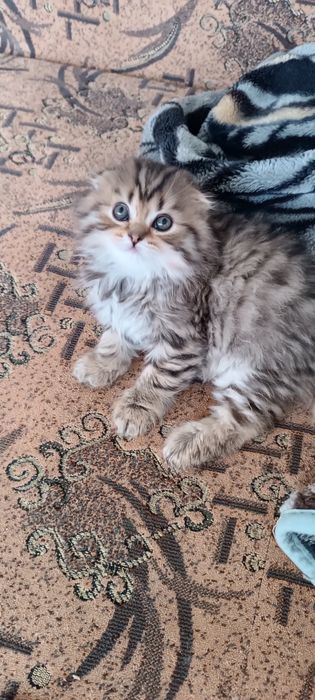 Котята шотландцы