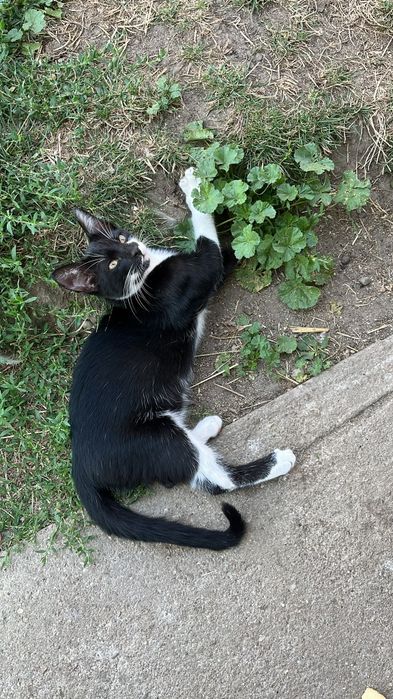 Ofer spre adoptie pisoi si pisicuta de 3 luni