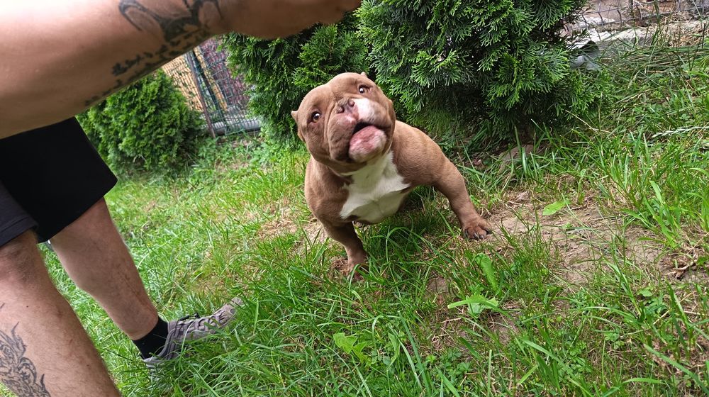 Femela American Bully Micro