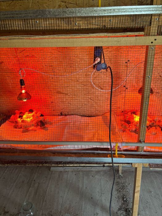 Балапан / Цыплята