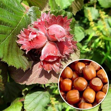 Pomi Fructiferi (Toate soiurile Deosebiți)