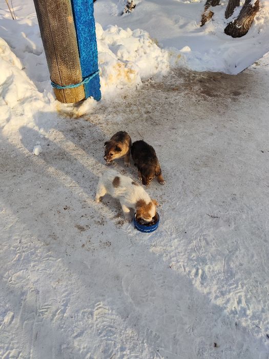 Щенята маленькие 5 штук