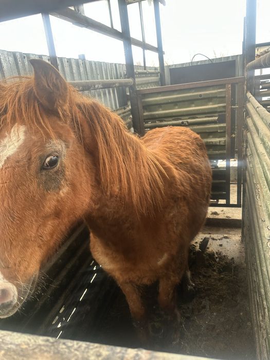 Сатылады полторашка