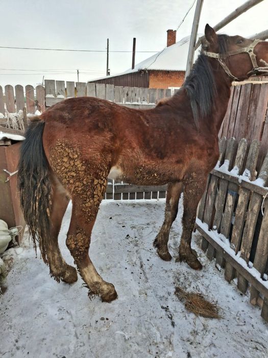 Продам готовый согым