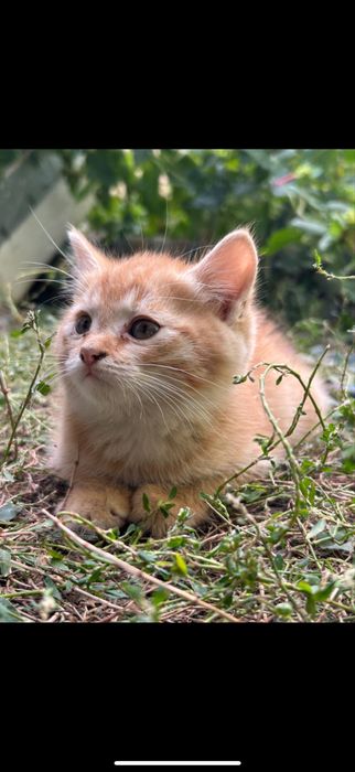 Отдам Котят в добрые руки