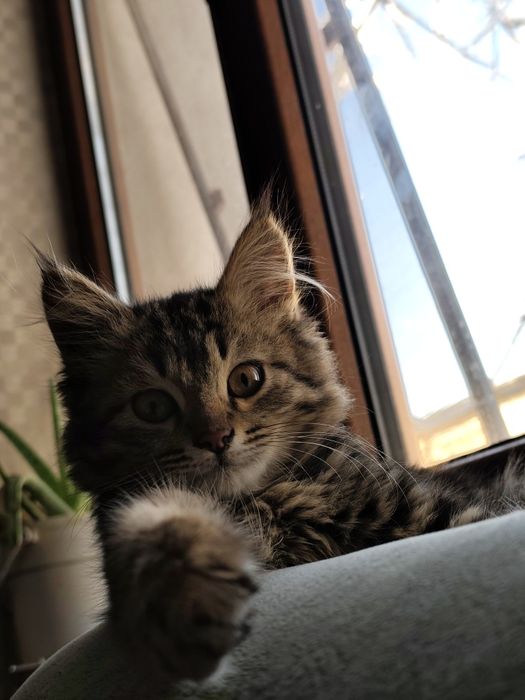 Кошка пародисты мейн- кун