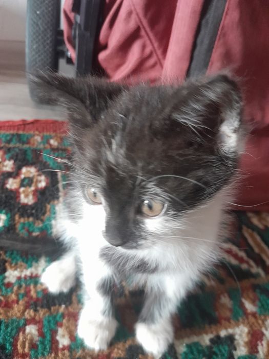 Мысық тегін береміз ұл