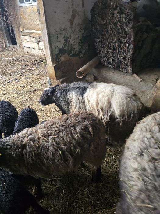 Berbec Romanov de vânzare