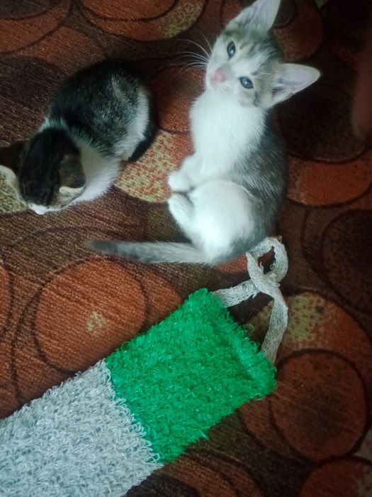 Отдам кошечку в добрые руки