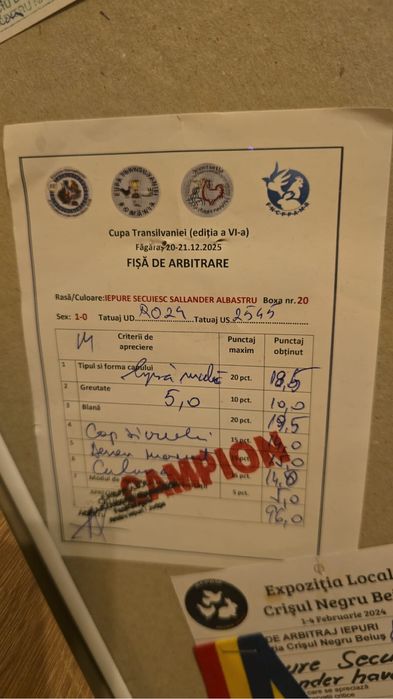 Masculii Secuiesc Sallander Albastru