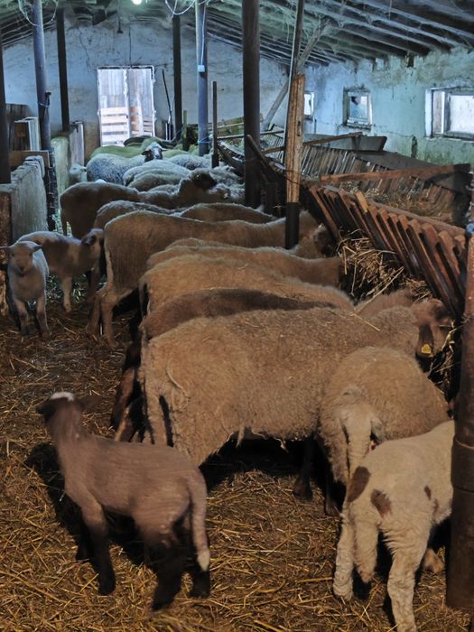 Vând 70 de oi cu mieii lângă ele