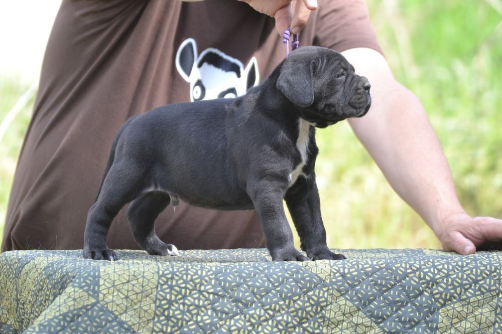 Cane Corso cu pedigree