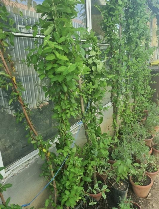 Caprifoi,  Mănâncă Maicii Domnului , Glicina