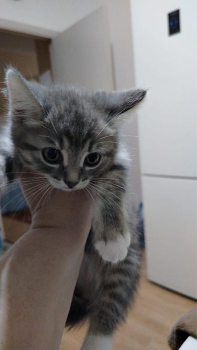 Продам котят 2 осталось 2 девочки