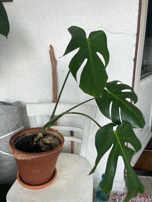 Monstera Deliciosa