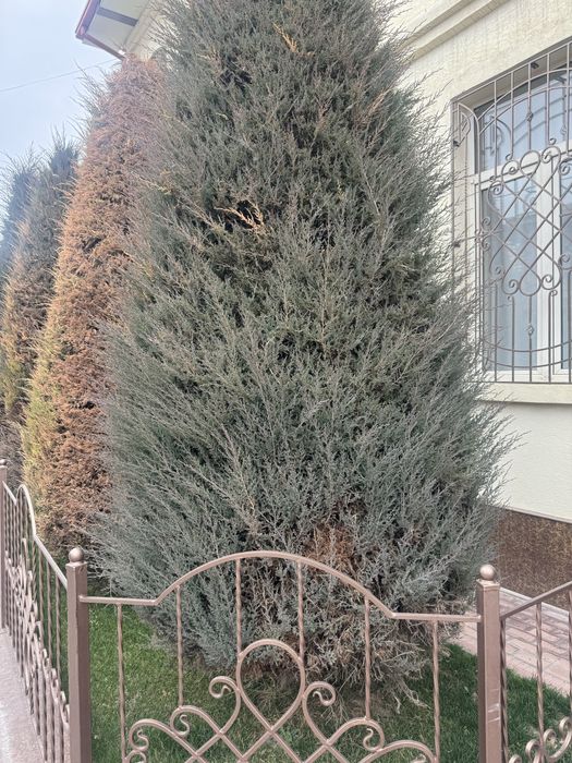 Можжевельник 2,5 метра 4 штуки отдам даром, нужно выкопать и забрать