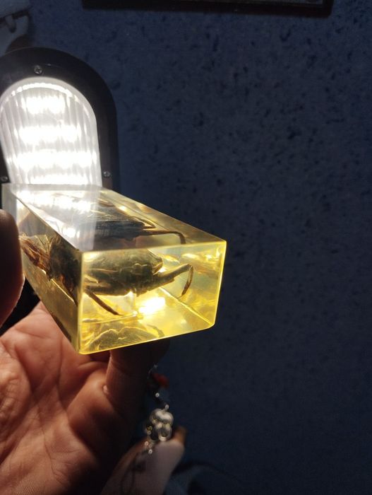 Коллекция насекомых