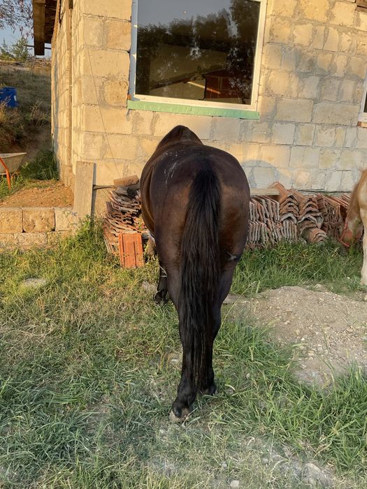 De vnzare iap de 7 ani garanta de caruța