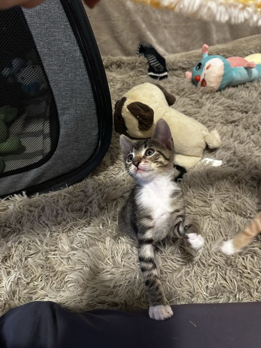 Pisoi tigrati pentru adoptie