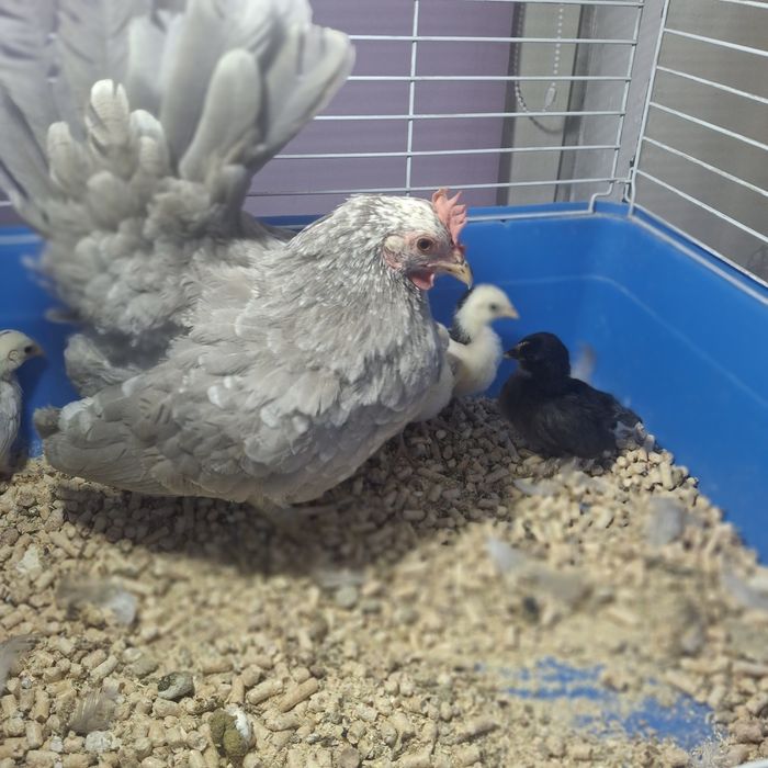 Курочка с цыплятами