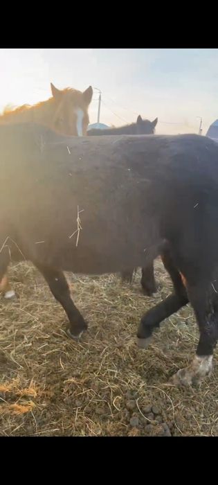 Байтал с откорма.