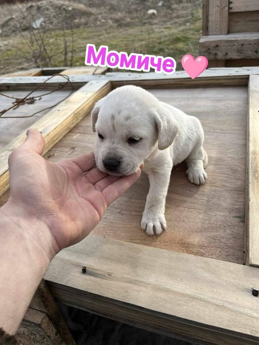 Кучета, които търсят спешно дом