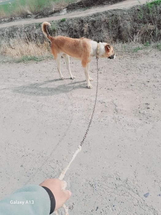 Alabay zot 15kunlik sariq onasi