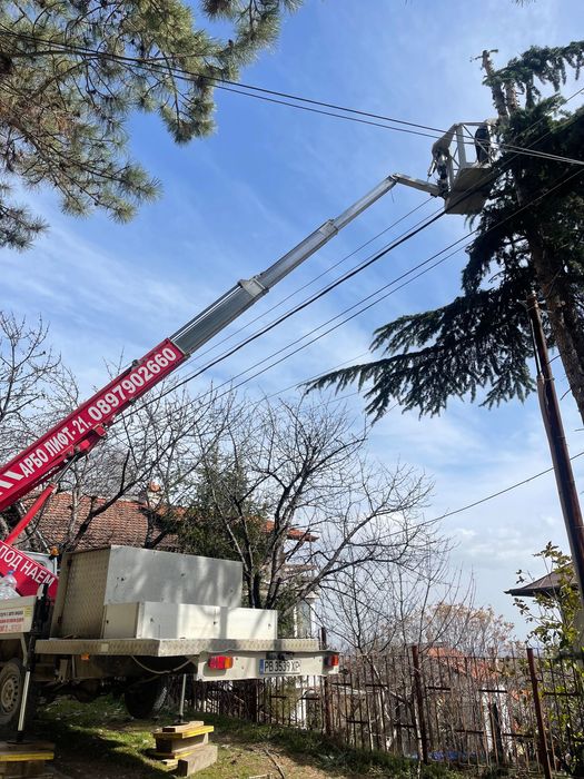 Професионално рязане и поддръжка на дървета Пловдив