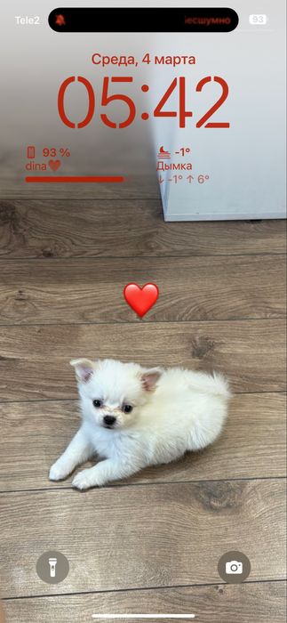 Чихуахуа срочном