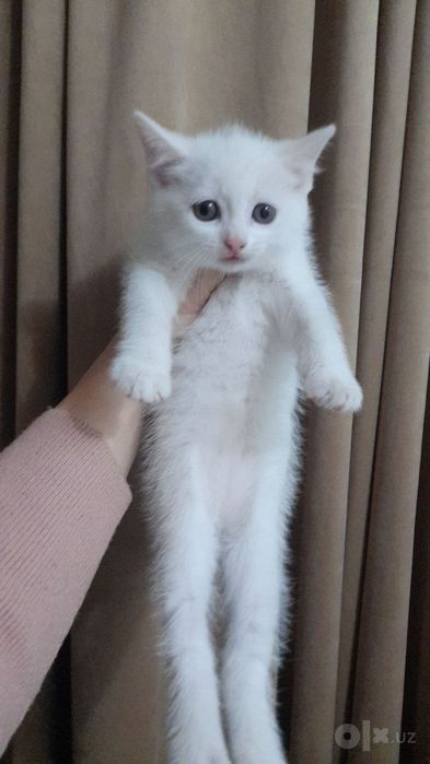 Продаётся котята турецкая ангора